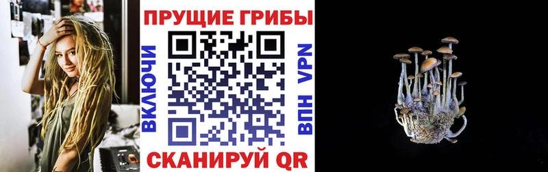 ОМГ ОМГ онион  Королёв  Псилоцибиновые грибы Magic Shrooms 